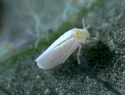 Whiteflies